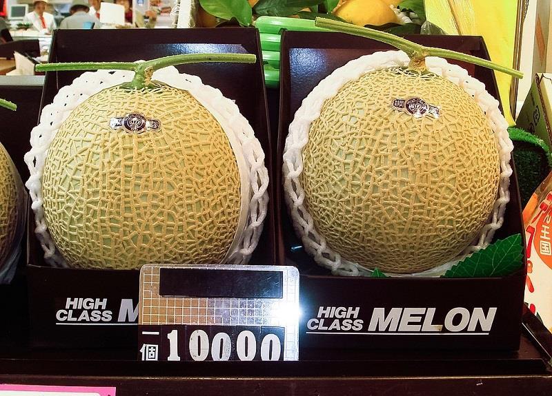 Ubari King Melon