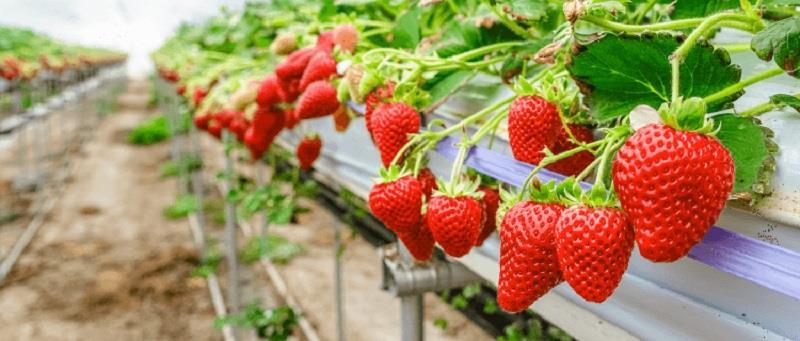 Amaou Strawberry Farm