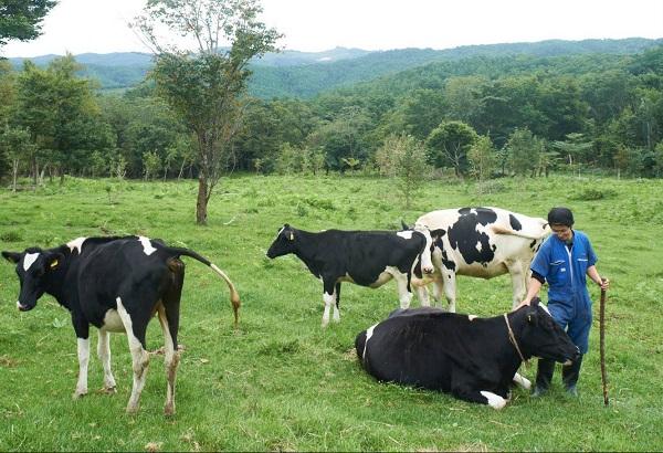 Dairy Production in Japan