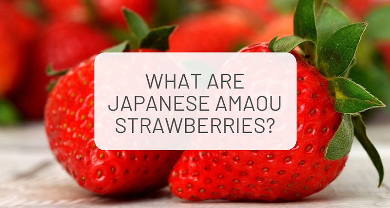 What are Japanese Amaou Strawberries?