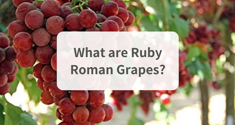 What Are Ruby Roman Grapes?