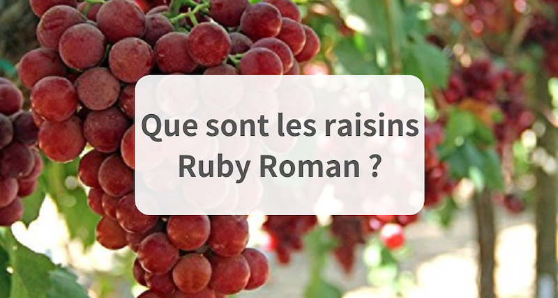 Que sont les raisins Ruby Roman ?