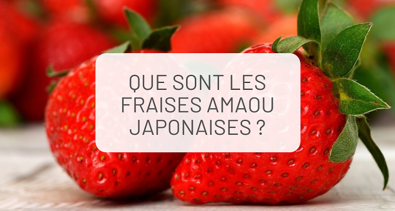 Que sont les fraises japonaises Amaou ?!