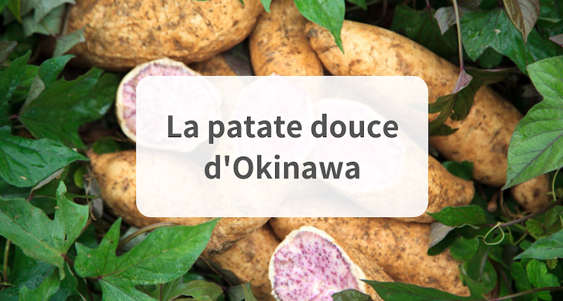 Qu'est-ce qui distingue la patate douce d'Okinawa ?