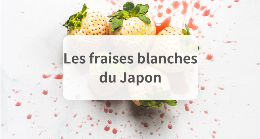 Fraises blanches du Japon : L'un des fruits de luxe japonais