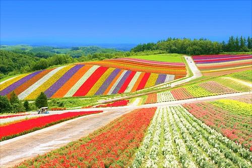 Flower fields in Summer in Japan