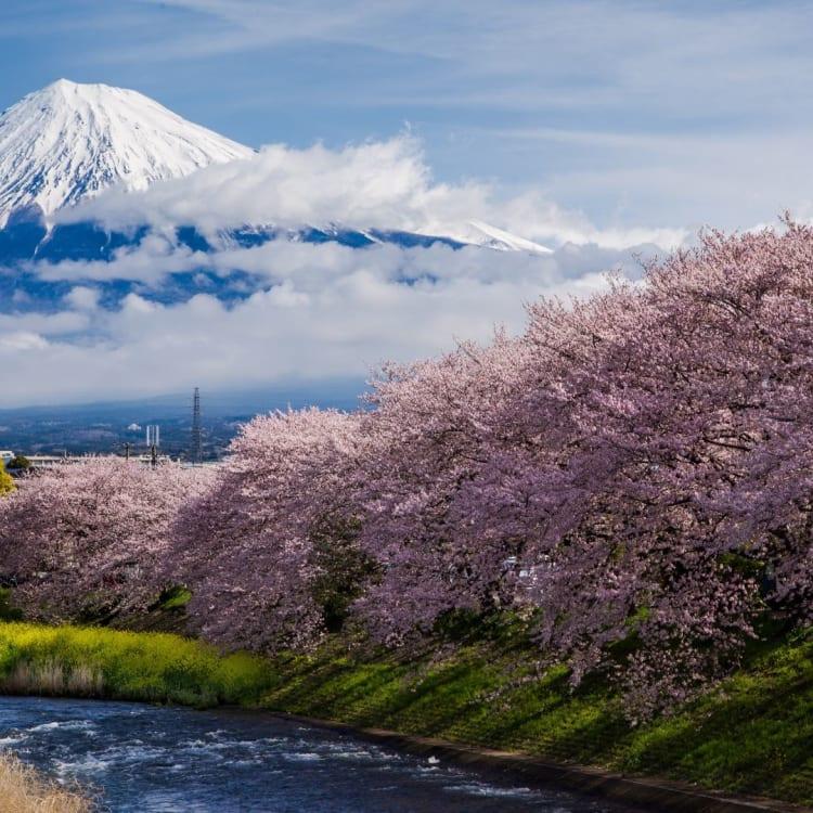 Mount Fuji With Sakura Trees