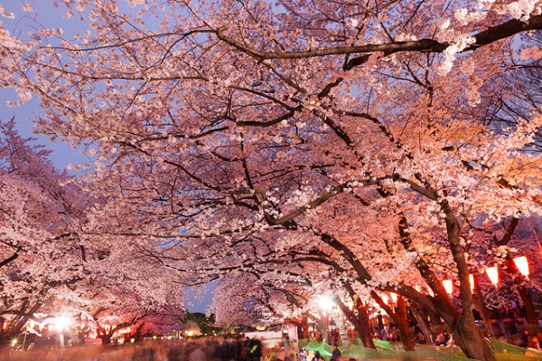 Sakura Trees at night