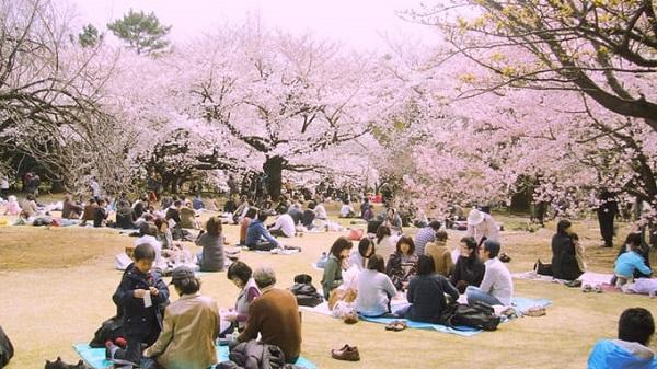 Hanami