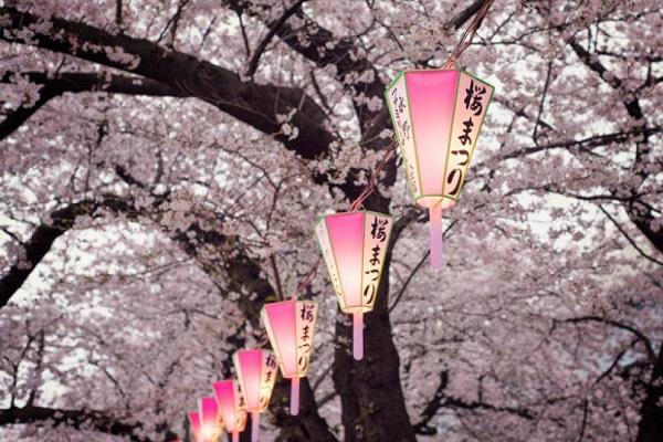 Hanami Lanterns