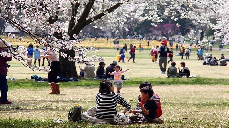 Hanami in Japan