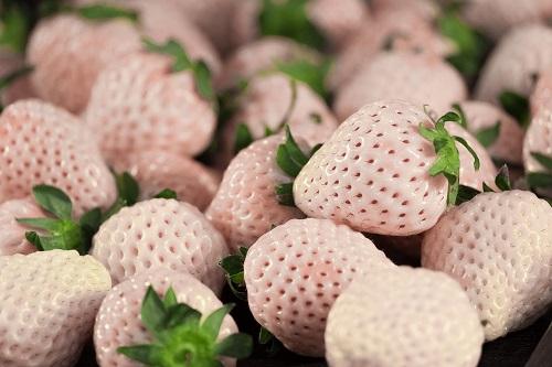 Hatsukoi no Kaori White Strawberries