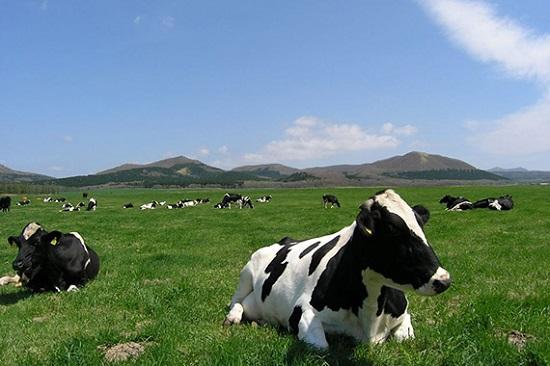 Hokkaido Dairy Cows