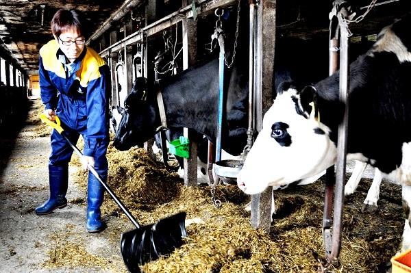Hokkaido Dairy Farmer with Cow