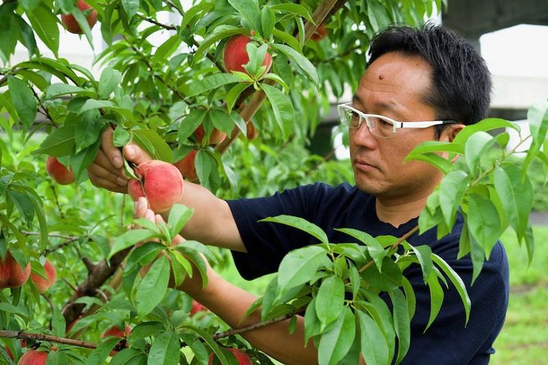 Japanese Peach Farmer