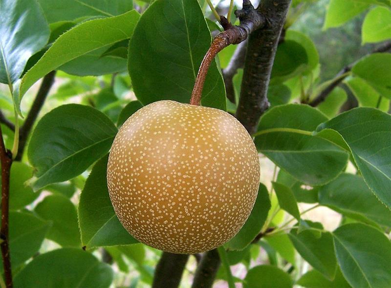 Nashi Pears from East Asia