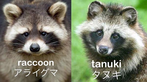 Raccoon and Tanuki