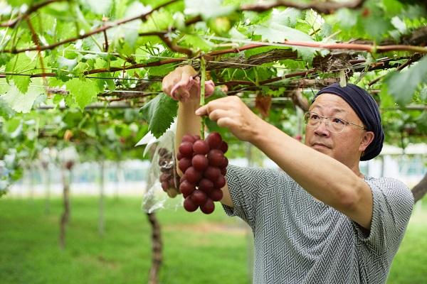 Ruby Roman Grape Farmer