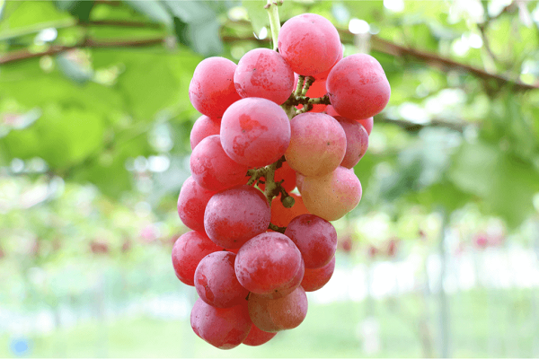 Ruby Roman Grapes