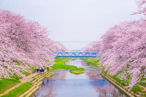 Sakura in Spring in Japan