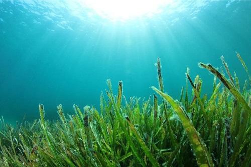 Seaweed growing under water