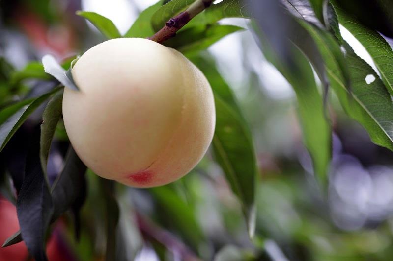 Why Everyone Preaches about Japanese Peaches