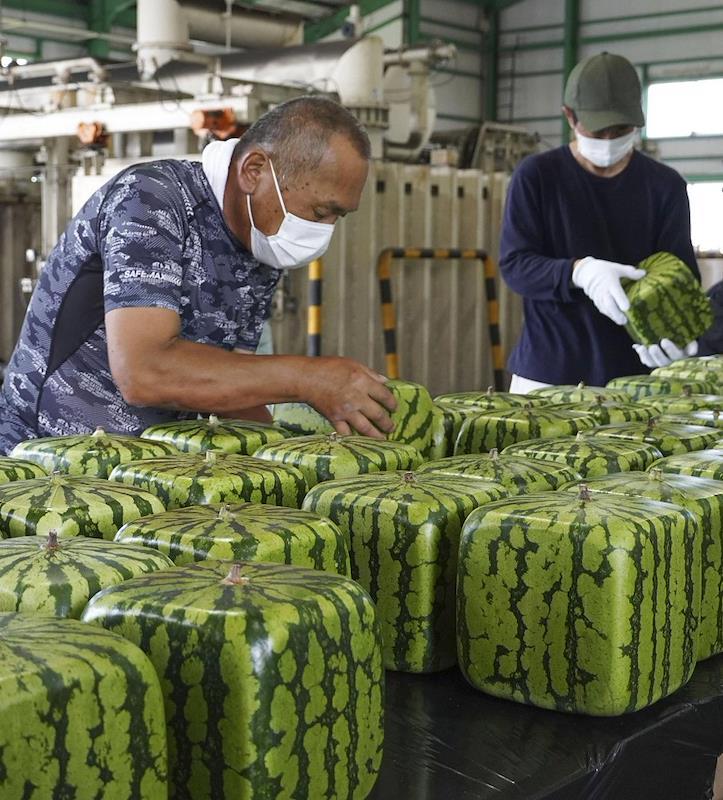 Japanese Square Watermelon