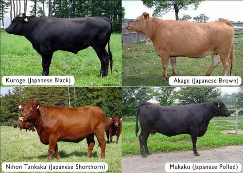 Types of Japanese Cattle