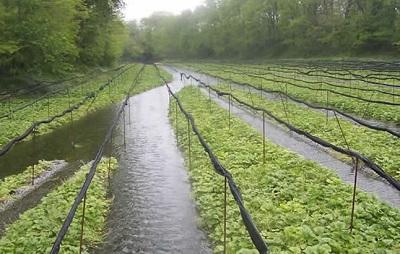 Wasabi Plantation