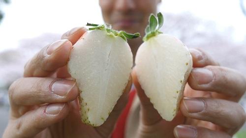 Inside of a white strawberry