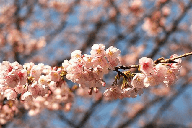 It's Sakura Season! Grab Snacks & Go Ohanami.