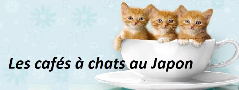 </title><meta name="robots" content="noindex"> Les cafés à chats au Japon