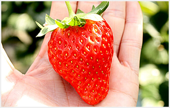 Japanese Strawberry Varieties - Amaou
