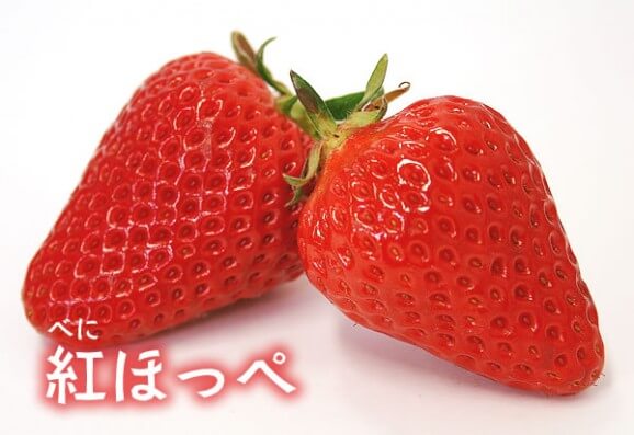 Japanese Strawberry Varieties - Beni-Hoppe
