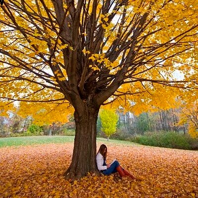 A women reads a book beneath a tree in autumn
