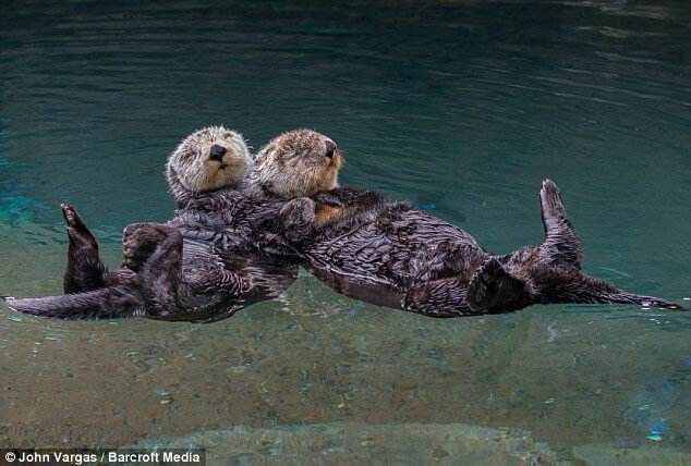 Cuddling Sea Otters