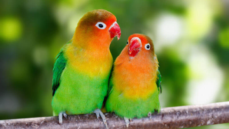 Lovebird