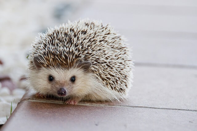 Cute Hedgehog