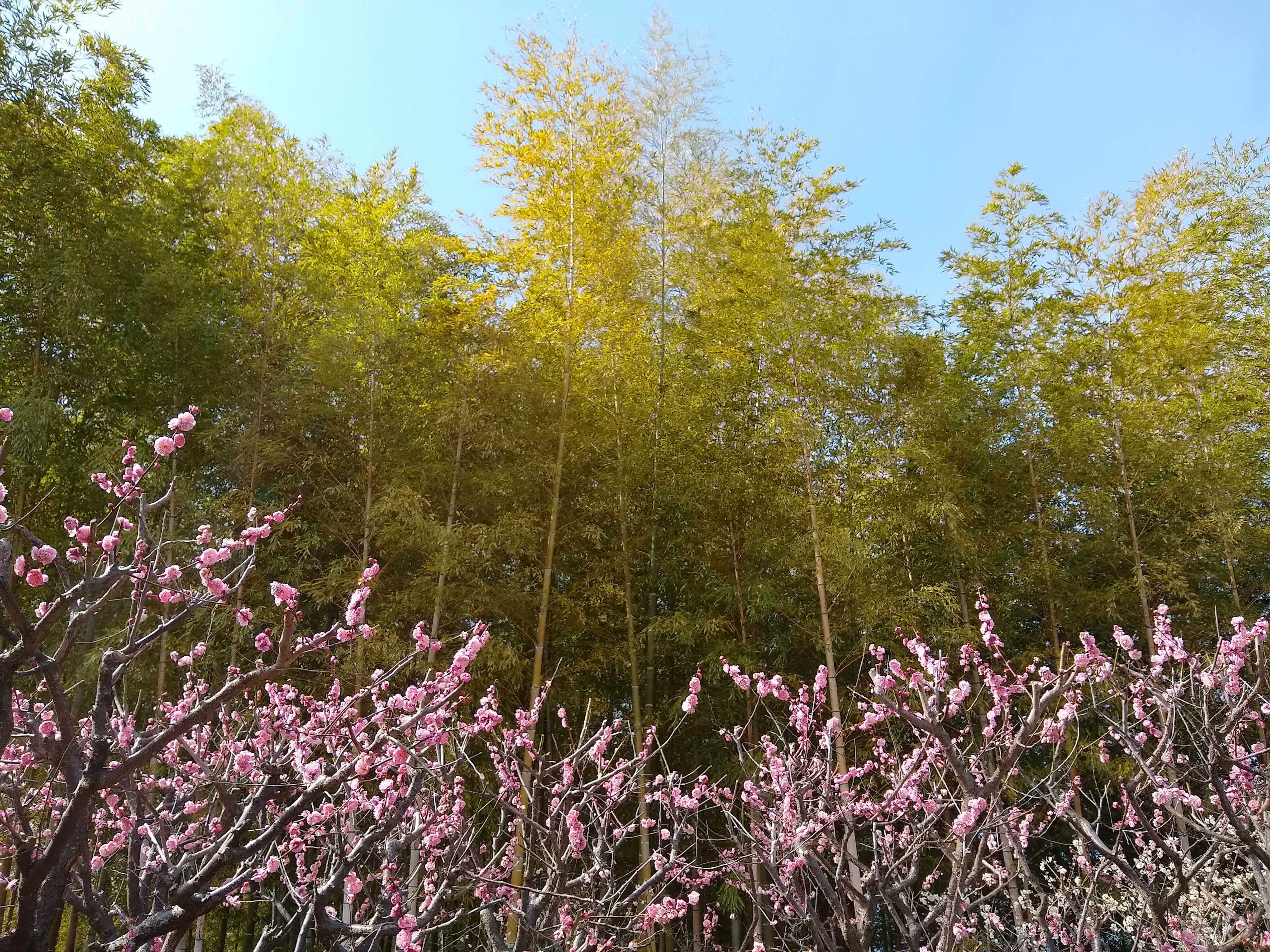 Ume blossoms