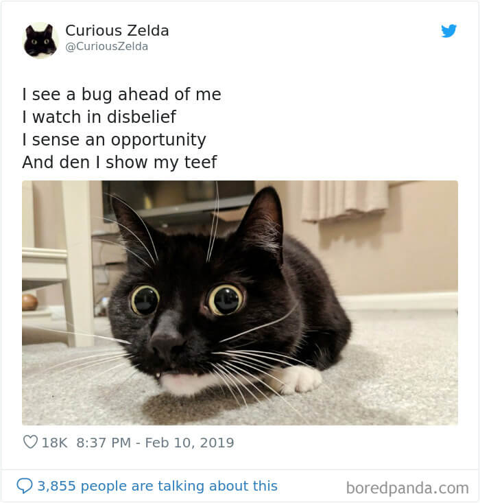Curious Zelda the Cat