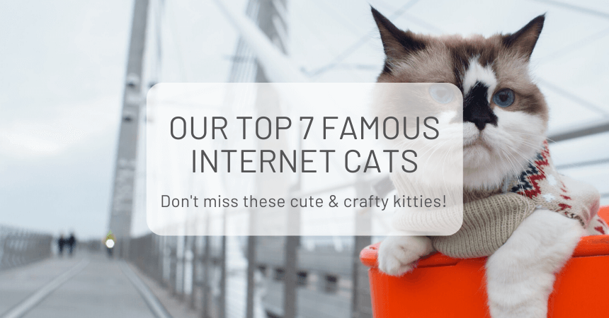 Our Top 7 Famous Internet Cats