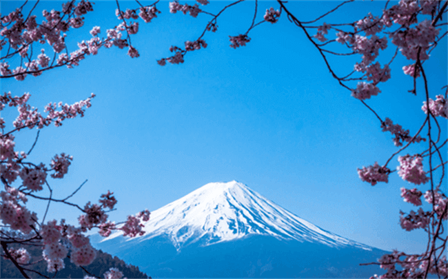 Beautiful Mt Fuji surrounded by sakura blossoms