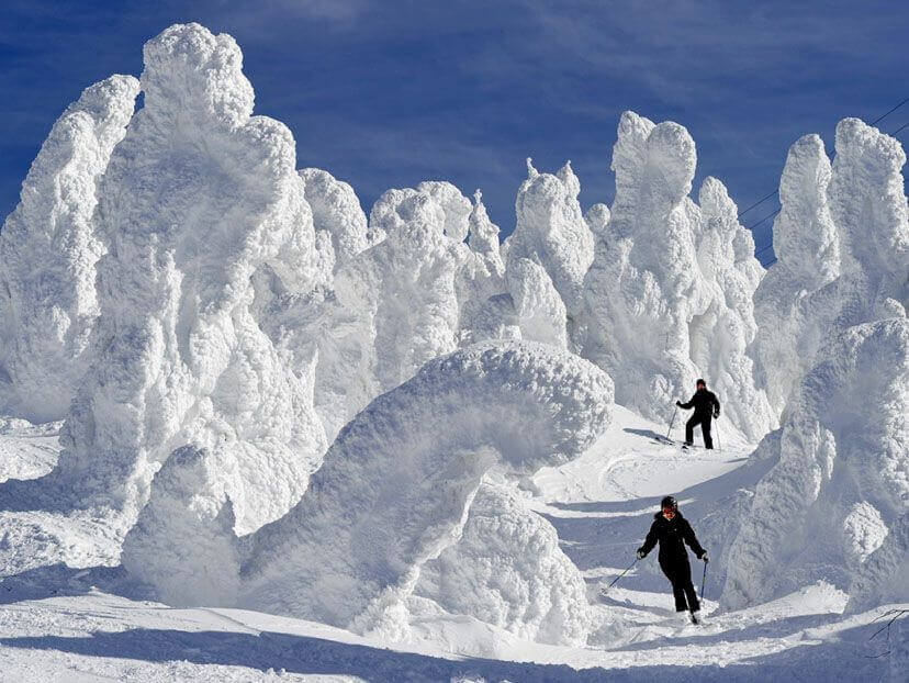 Les arbres du mont Zao