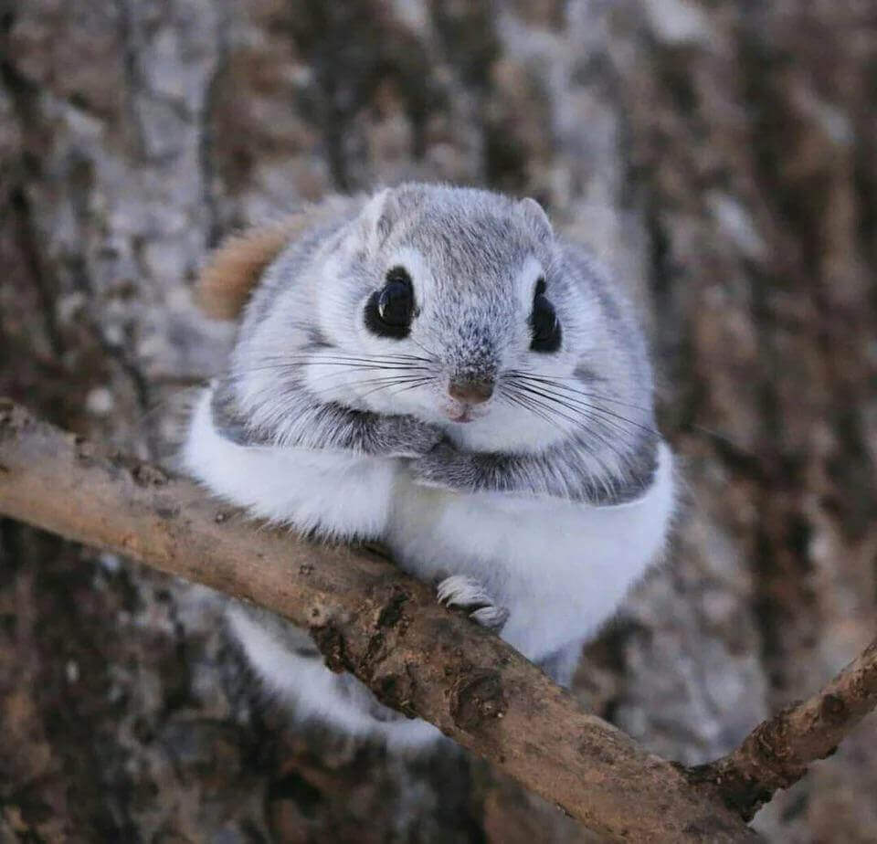 Momonga