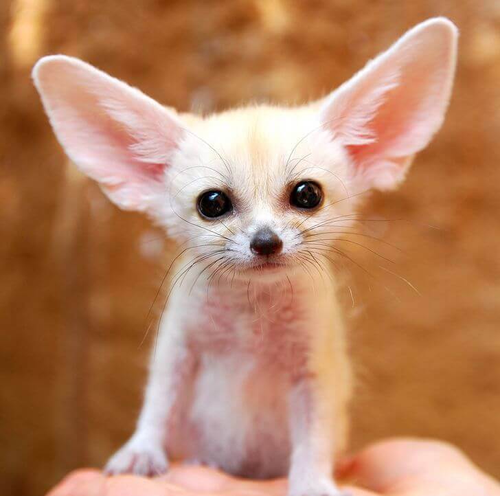 Fennec