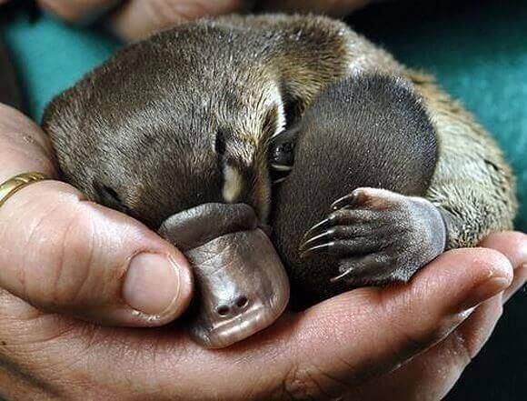 Baby Platypus