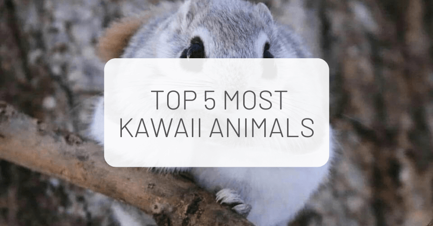 The Most Kawaii Animals