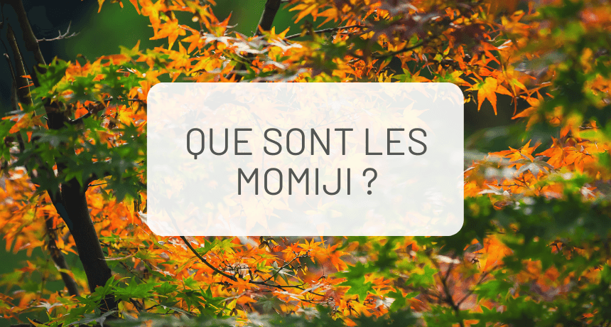 L'automne au Japon: que sont les momiji ?
