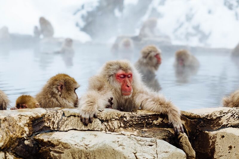 Jigokudani Monkey Park