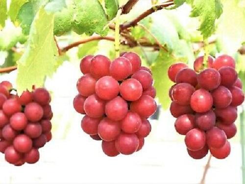 Ruby Roman Grapes